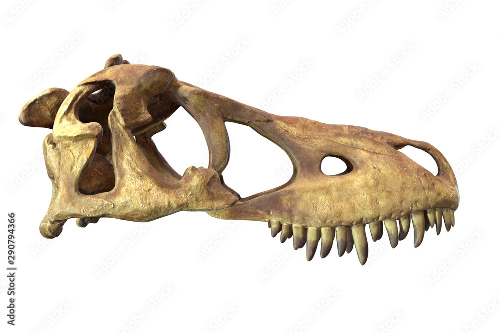 3D render of Tyrannosaurus Rex Skull isolated on white. 3D render of Tyrannosaurus Rex Skull isolated on white.