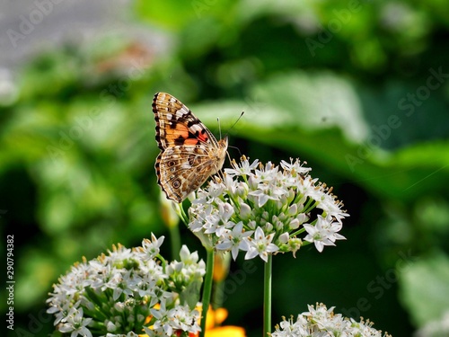 Painted Lady. Butterfly  © Pefkos