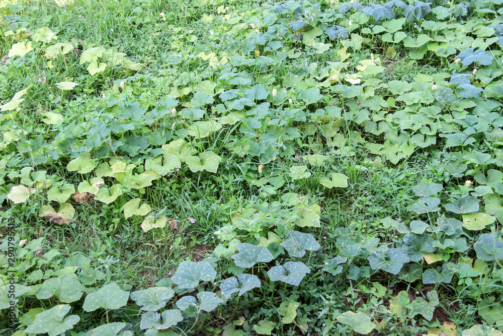 Natural green leaves And dayligh Natural green leaves And dayligh