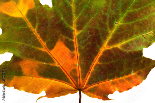 Autumn multicolored maple leaf. Close-up view.