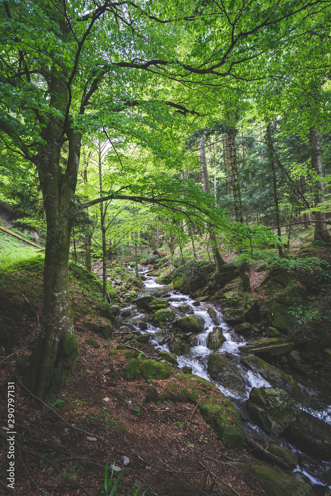 Obraz premium cascata nel bosco