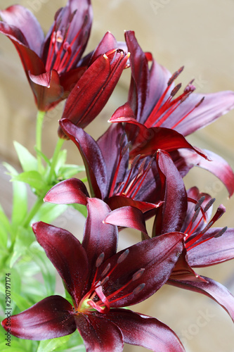 Lilium dark secret is a Asiatic Lilies with glossy dark red color and orange pistils