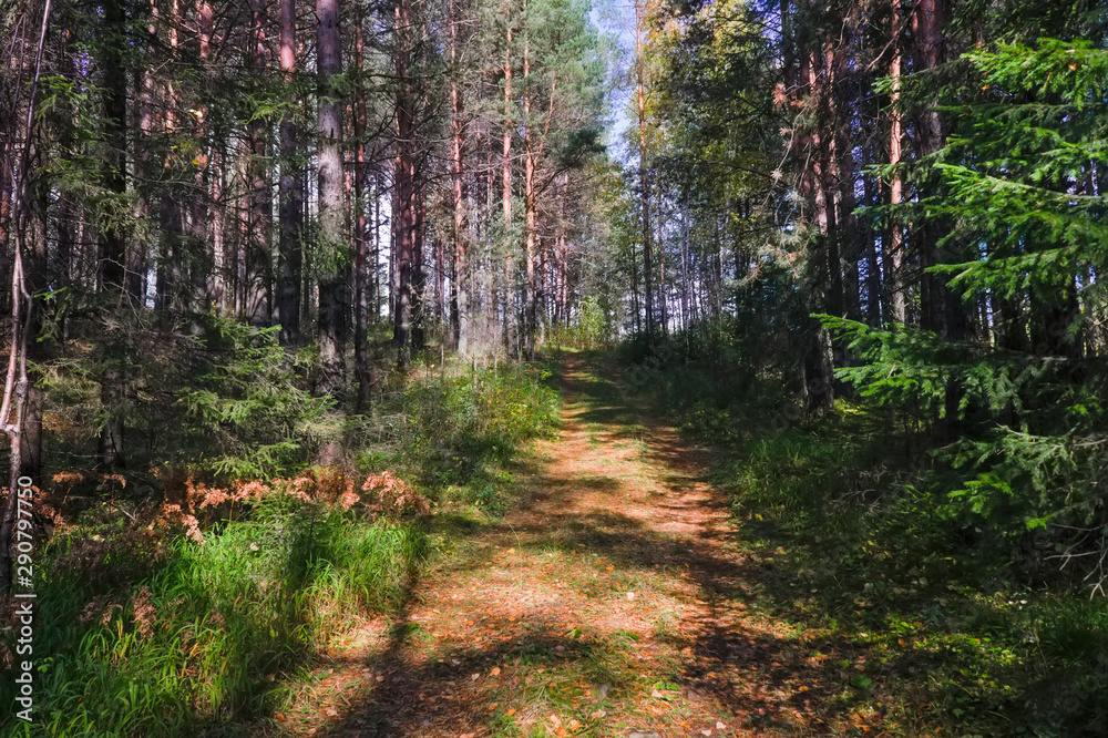 Fototapeta premium The rays of the setting sun illuminating the thicket of the forest autumn landscape.