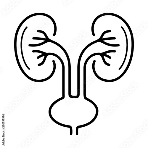 Kidneys health