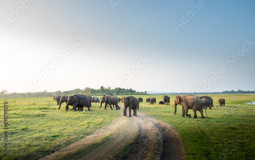 Wild elephants in a beautiful landscape in Sri Lanka