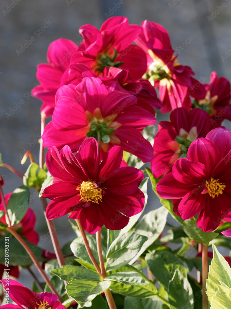 Dahlia dekorativ Rote ZwergDahlie or Dahlia Topmix Rot, wie kleine