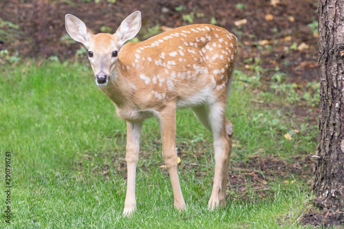 Original photograph of a young spotted fawn in the forest © Janice