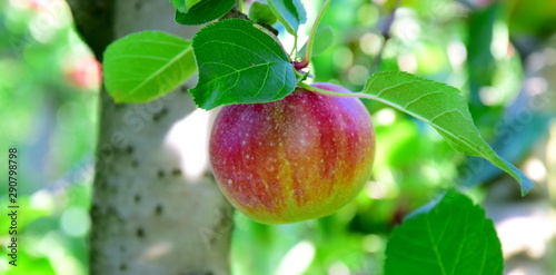 Reife Äpfel am Baum - Apfelernte - Apfelwiese - Streuobstwiese