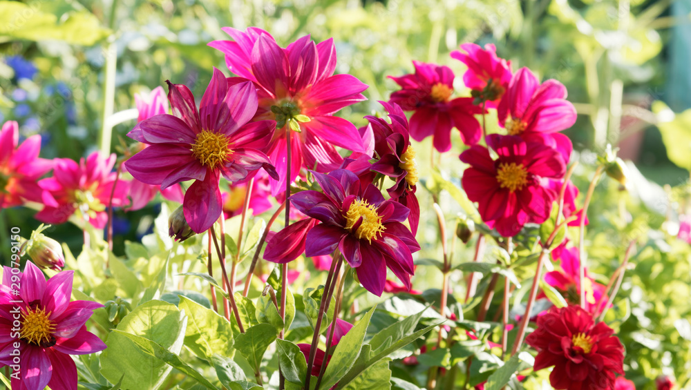 Dahlia dekorativ - Rote Zwerg-Dahlie or Dahlia Topmix Rot, wie kleine Gänseblümchen mit goldenem Herzen in kleiner dunkelgrün Busch dicht belaubt