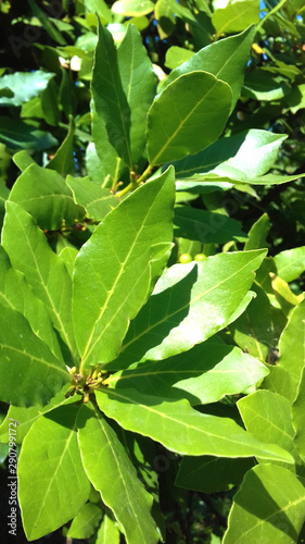 Wallpaper Mural bay leaves, aromatic plant Torontodigital.ca