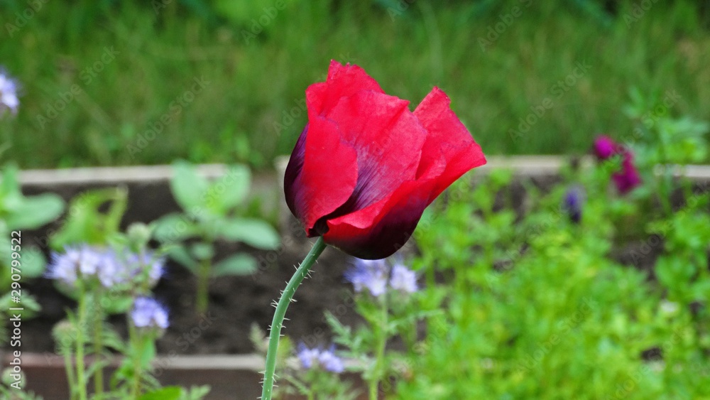 Obraz premium Beautiful red garden poppy. Red poppy in the garden.