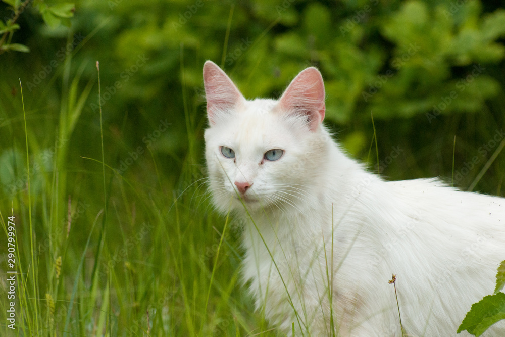 white cat in high green the grass