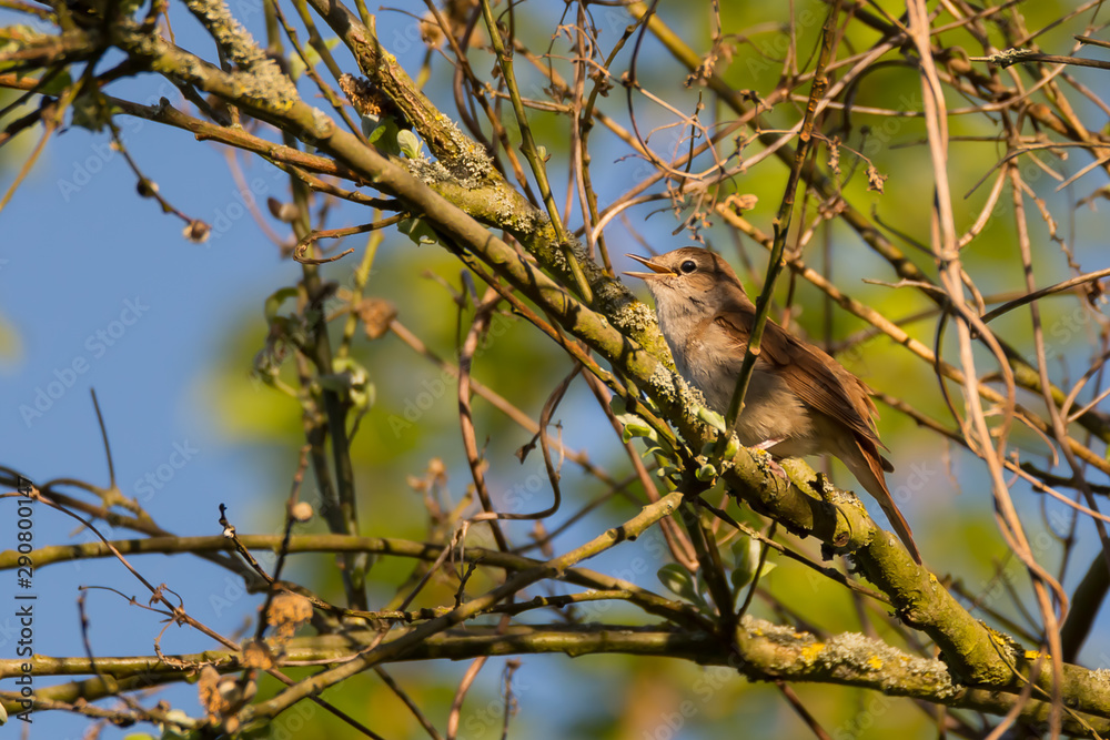 Birdwatching - A little bird, a nightingale, sits in the tree and sings. Birdwatching - A little bird, a nightingale, sits in the tree and sings.
