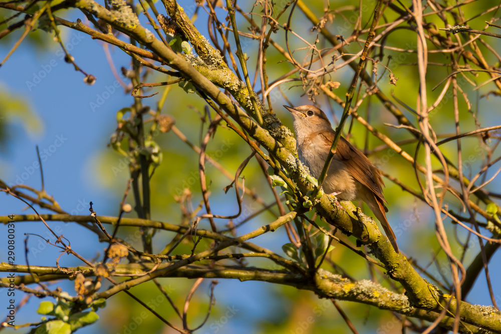 A bird (nightingale) sits in the tree on a branch. A bird (nightingale) sits in the tree on a branch.