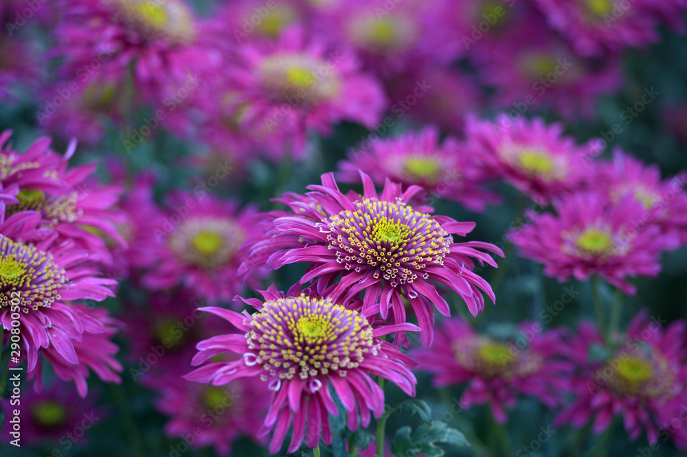 Beautiful Chrysanthemums in garden. Flowers as background picture. Chrysanthemum wallpaper. Japanese style. Autumn garden of chrysanthemums. Beautiful Chrysanthemums in garden. Flowers as background picture. Chrysanthemum wallpaper. Japanese style. Autumn garden of chrysanthemums.