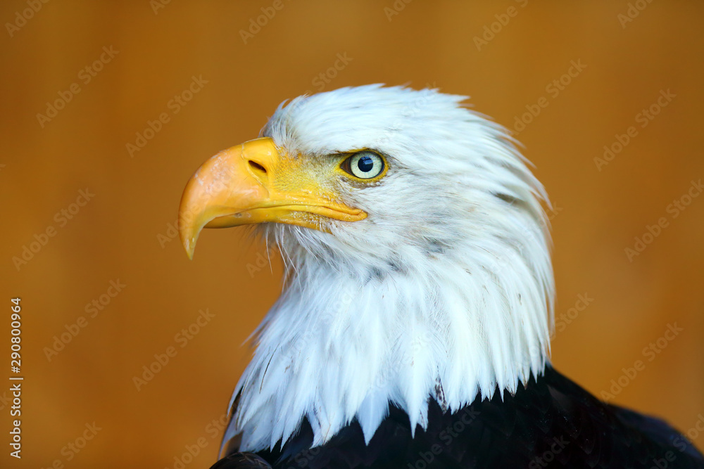 Obraz premium The bald eagle (Haliaeetus leucocephalus) , portait of big female with color background. Big eagle portait with orange background.
