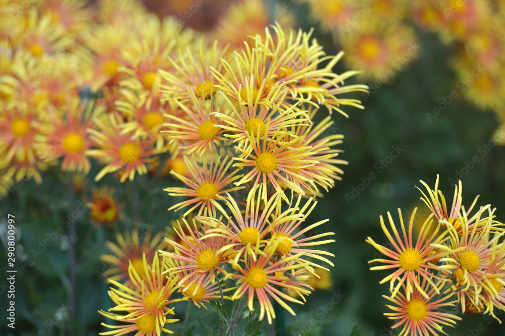 Beautiful Chrysanthemums in garden. Flowers as background picture. Chrysanthemum wallpaper. Japanese style. Autumn garden of chrysanthemums. Beautiful Chrysanthemums in garden. Flowers as background picture. Chrysanthemum wallpaper. Japanese style. Autumn garden of chrysanthemums.
