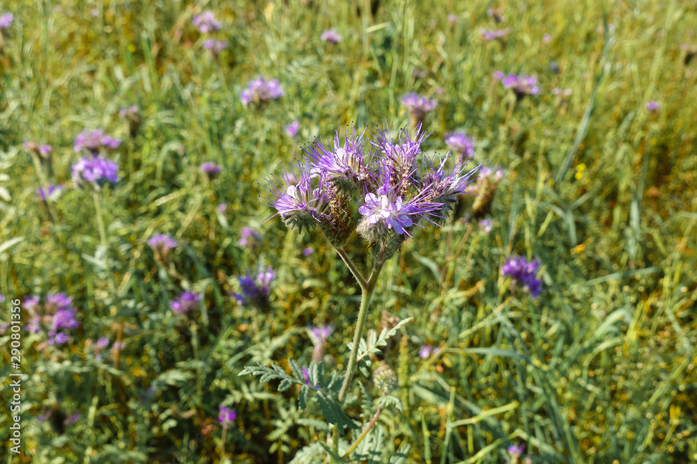 Fototapeta premium Wild violet flowers. Glade with many wildflowers. Summer.