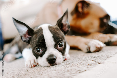 Puppy Friends