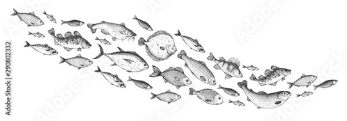 Fish sketch collection. Hand drawn vector illustration. School of fish vector...