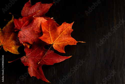 red and orange maple leafs on dark wood background