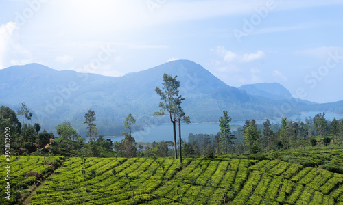 Beautiful tea plantation in Sri Lanka