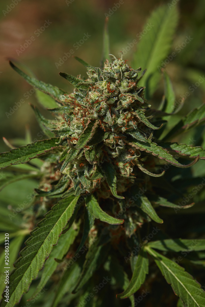 Close up of natural light outdoor grown OG indica strain medical and recreational marijuana plants and buds Close up of natural light outdoor grown OG indica strain medical and recreational marijuana plants and buds