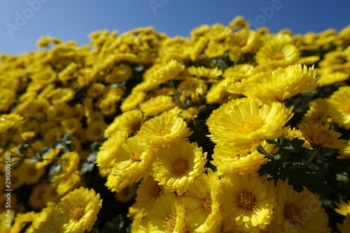 yellow flower of sunflower