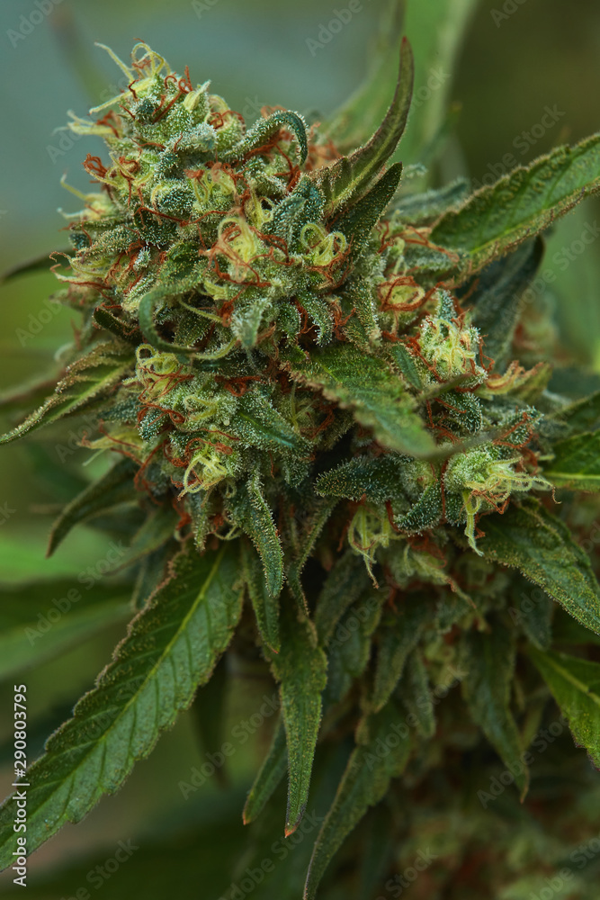 Close up of natural light outdoor grown OG indica strain medical and recreational marijuana plants and buds Close up of natural light outdoor grown OG indica strain medical and recreational marijuana plants and buds