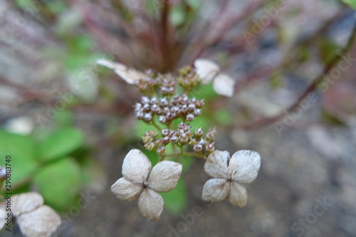 white flowers of cherry