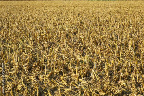 pannocchia di granoturco maturo raccolta dal campo