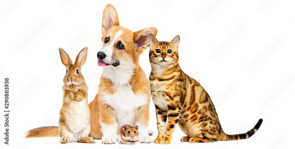 cat and dog and a rabbit and a hamster together on a white background