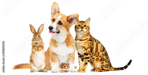 cat and dog and a rabbit and a hamster together on a white background