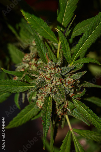 Close up of natural light outdoor grown OG indica strain medical and recreational marijuana plants and buds