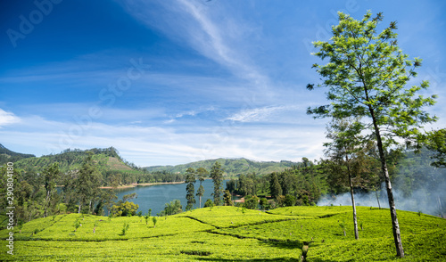 Tea plantation in Sri Lanka photo