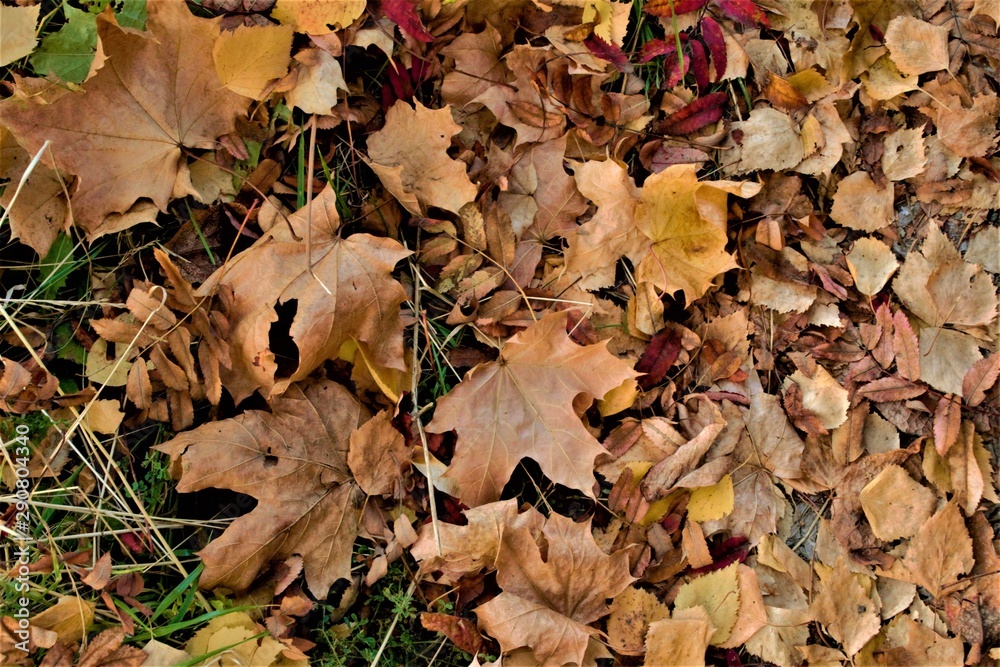 yellow maple leaves on the ground, nature texture