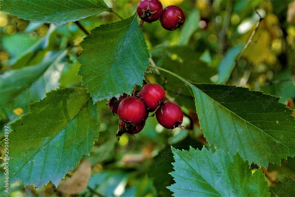 red wild hawthorn natural texture red wild hawthorn natural texture