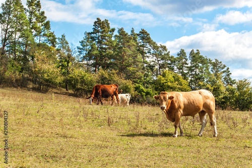 Bulls on a pasture in the Czech Republic. Breeding of domestic cattle. Beef production. Life on a farm.