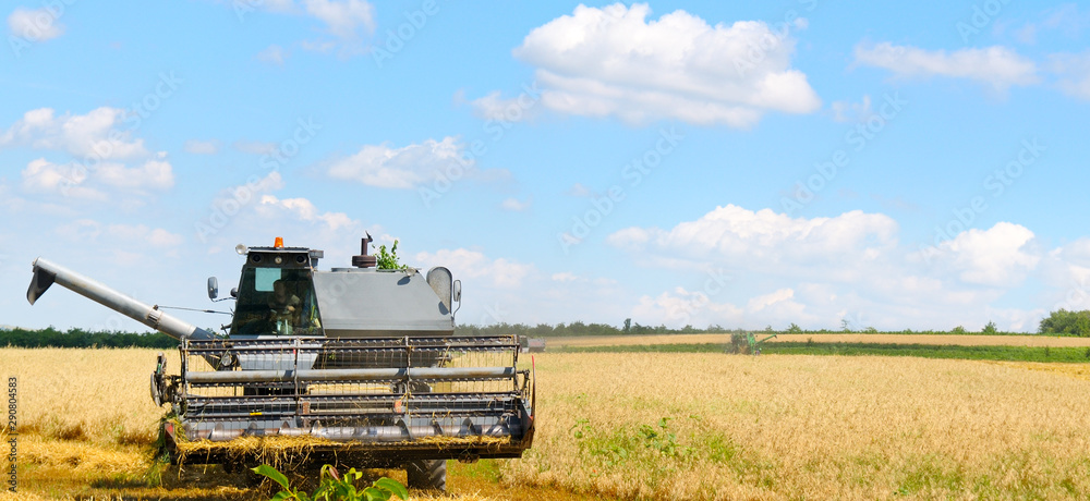 Fototapeta premium Combine harvester harvests golden wheat. Wide photo.
