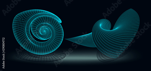 Vector illustration with seashell nautilus