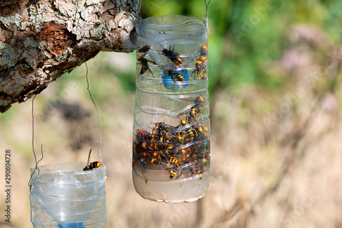 Homemade traps to fight the invasion of the Asian giant hornet