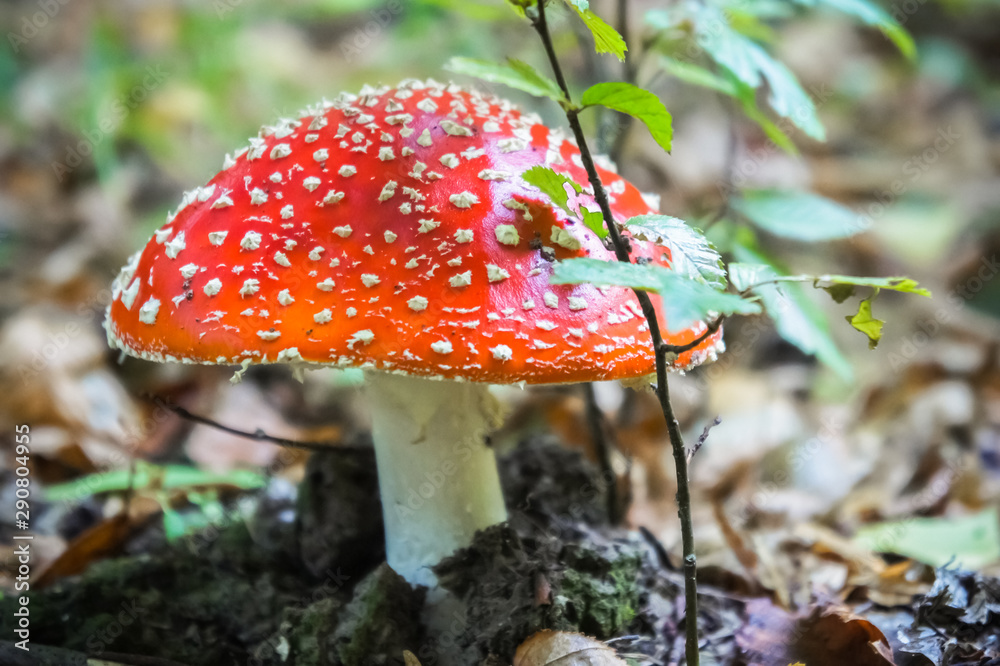 Red fly agaric. Toxic mushroom. Amanita muscaria Red fly agaric. Toxic mushroom. Amanita muscaria