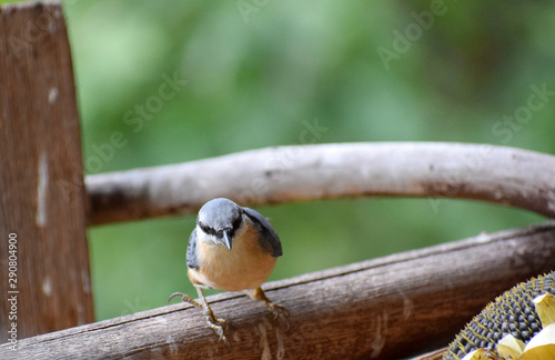 wildlife wood nuthach  photo