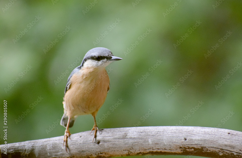 Fototapeta premium wildlife wood nuthach 