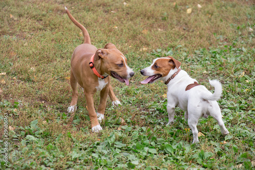 Two cute puppies are playing on the autumn park. Jack russell terrier and american staffordshire terrier. Pet animals.