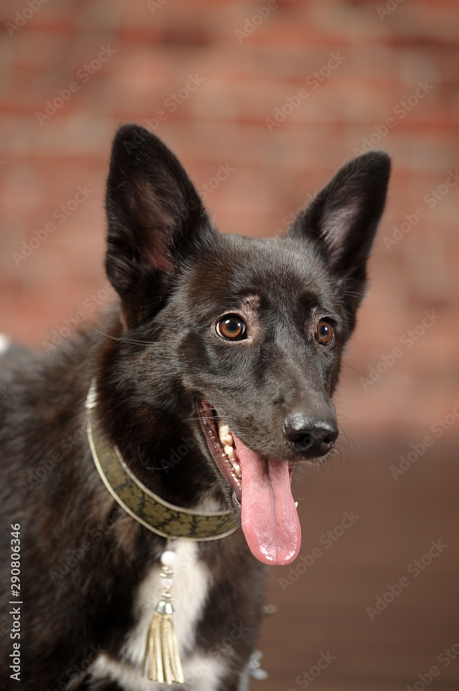 black and white dog pooch portrait sticking your tongue out black and white dog pooch portrait sticking your tongue out