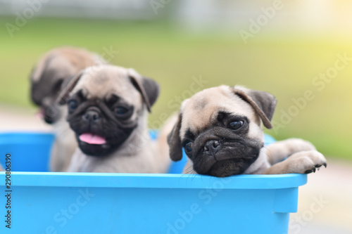 Cute puppies brown Pug stay in blue bucket © jarun011