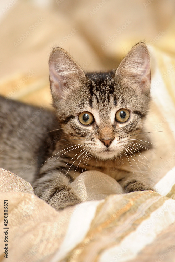 cute striped kitten european shorthair