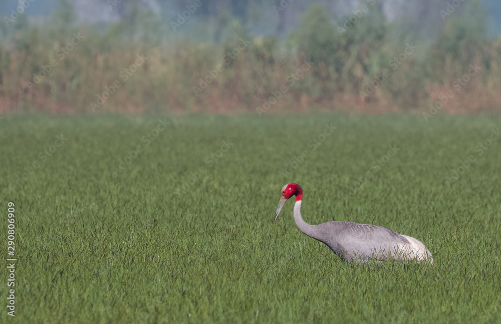 Fototapeta premium Sarus Crane Bird and the nature 