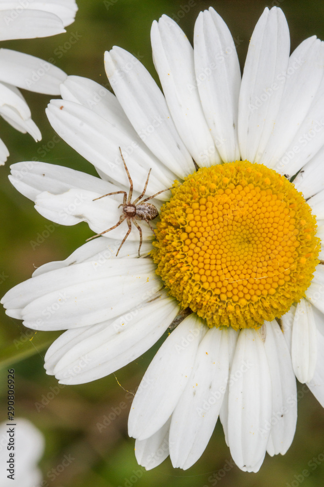 Obraz premium Philodromus cf. cespitum